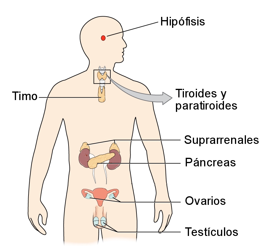 Ilustración del Sistema Endocrino
